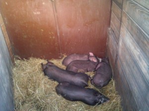 Hush little piggies don't say a word...mama's gonna buy you a big pile of food